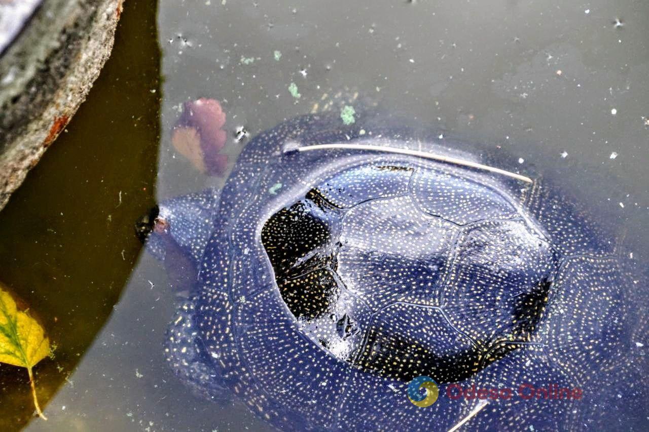 Пруд с черепахами и утками, но уже без лебедей: прогулка по одесскому парку Победы (фоторепортаж)
