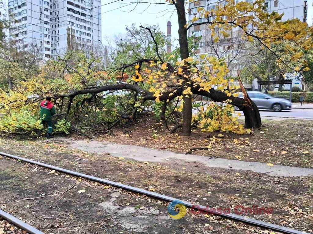 В Одессе из-за непогоды упали более полусотни деревьев (фото)