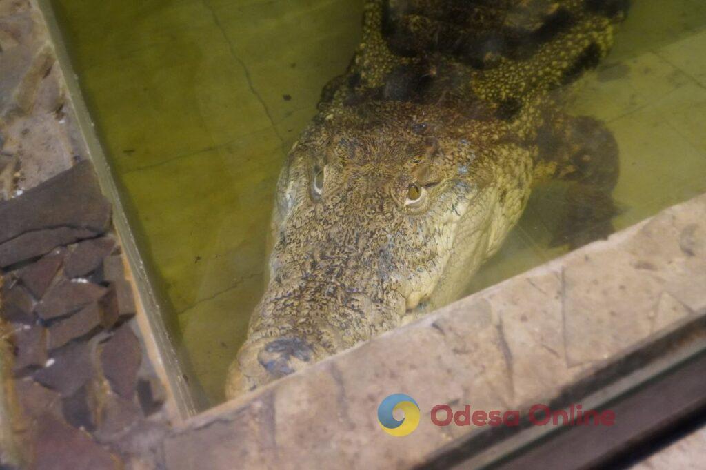 Для крокодила генератор, а для антилоп – буржуйки: одеський зоопарк підготувався до зимівлі (фоторепортаж)
