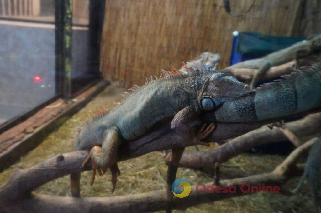 Для крокодила генератор, а для антилоп — буржуйки: одесский зоопарк подготовился к зимовке (фоторепортаж)