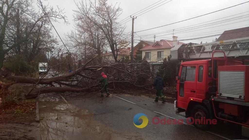 Негода повалила в Одесі 14 дерев та великих гілок (фото)