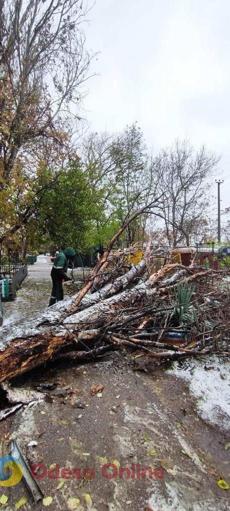 Негода повалила в Одесі 14 дерев та великих гілок (фото)