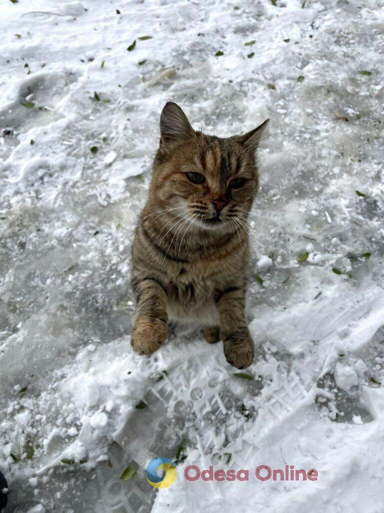 Сніговики, коти та повалені гілки: зима на Дальніх Млинах в Одесі (фоторепортаж)