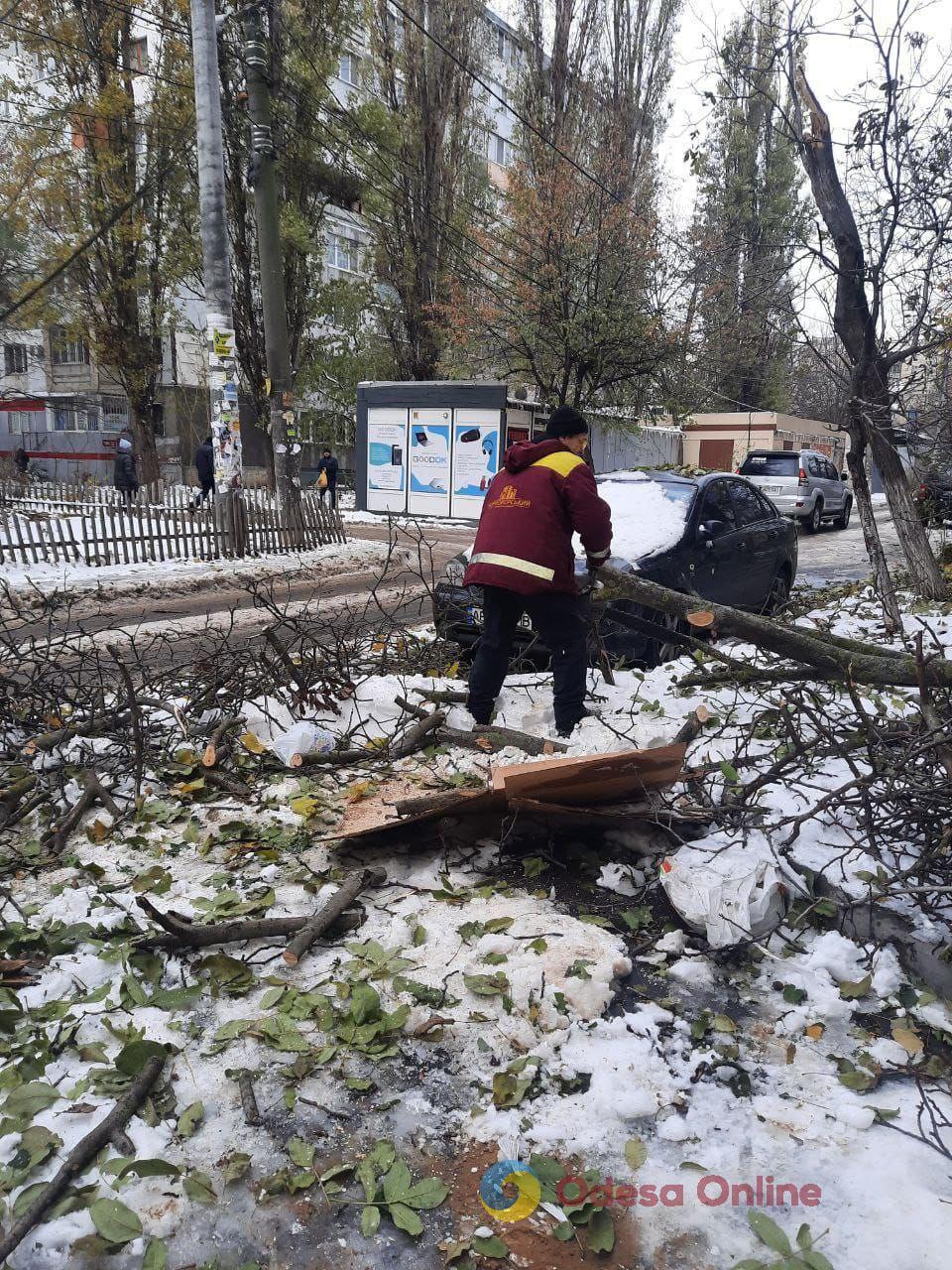 Негода повалила в Одесі чотири сотні дерев та великих гілок