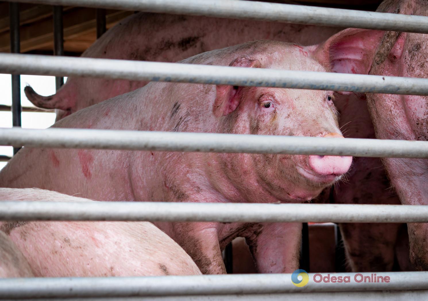 В Одесской области обнаружили трупы свиней, погибших от африканской чумы