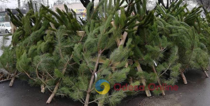 Одесситов просят сдать коммунальщикам елки после зимних праздников
