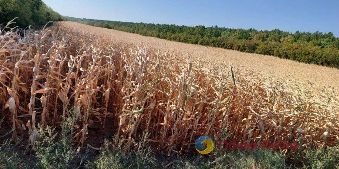 В Одесской области фермерское хозяйство самовольно заняло земельный участок площадью почти 7 га