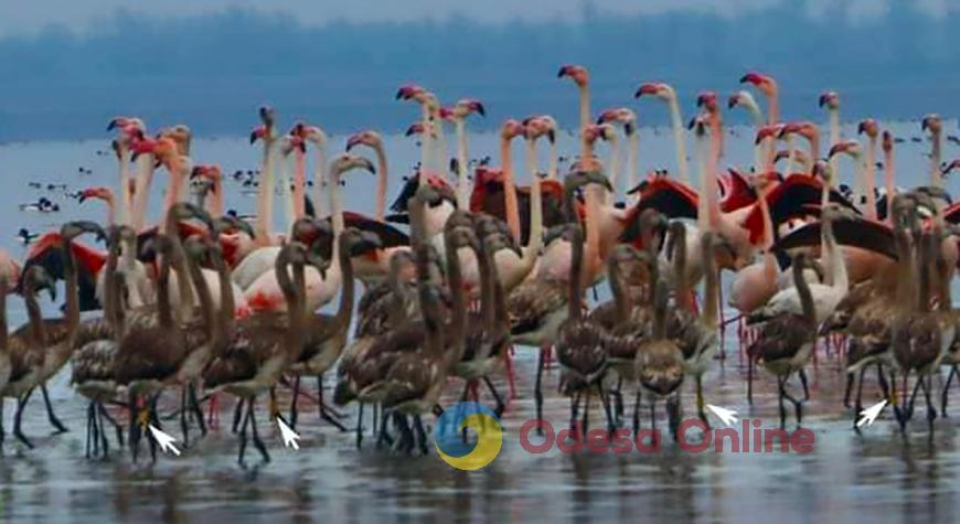 Фламинго покидают Одесскую область