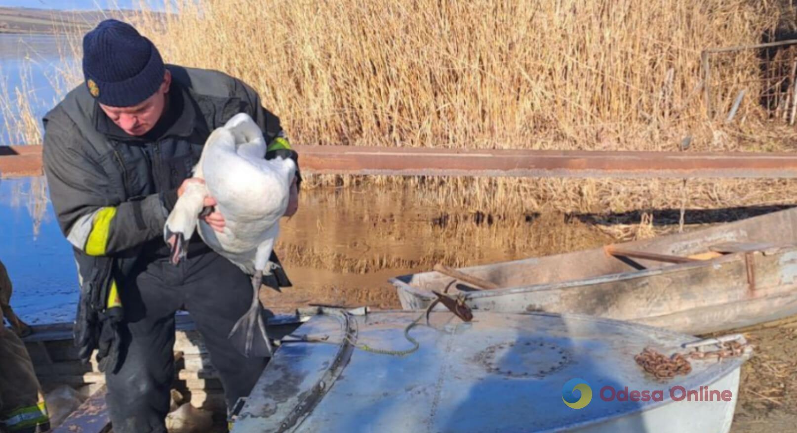 Одесская область: спасатели освободили лебедя из ледяной ловушки