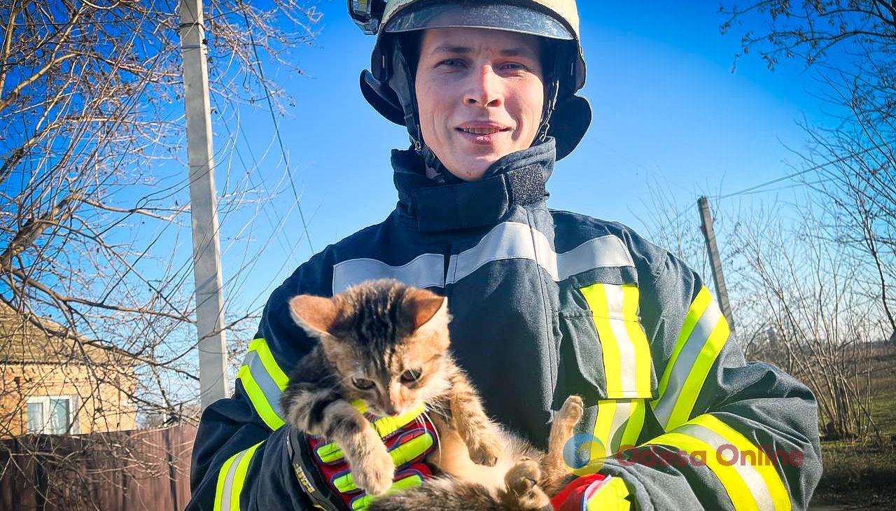 Одесская область: спасатели сняли котенка с дерева