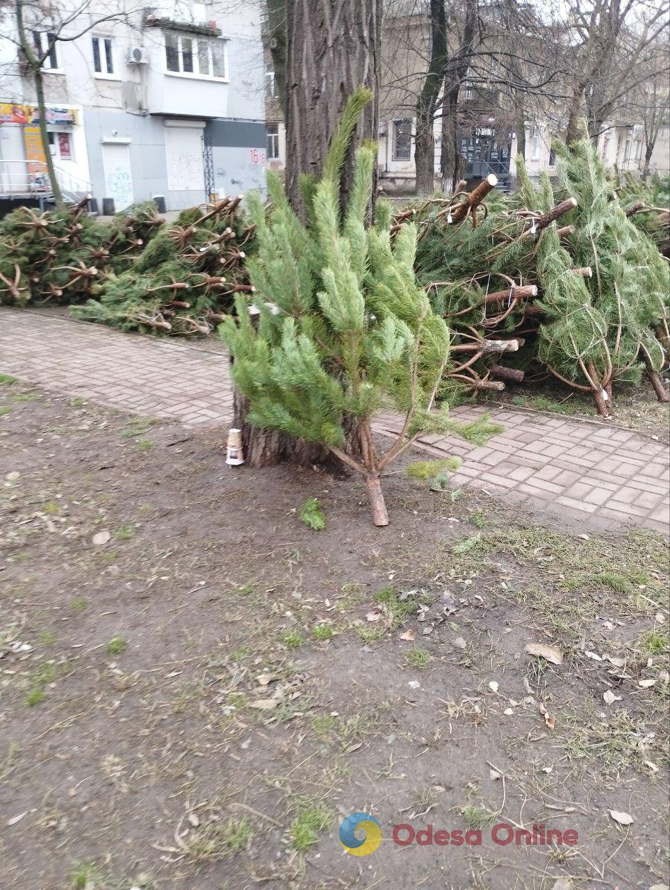 В Одессе начали продавать новогодние деревья (фото)