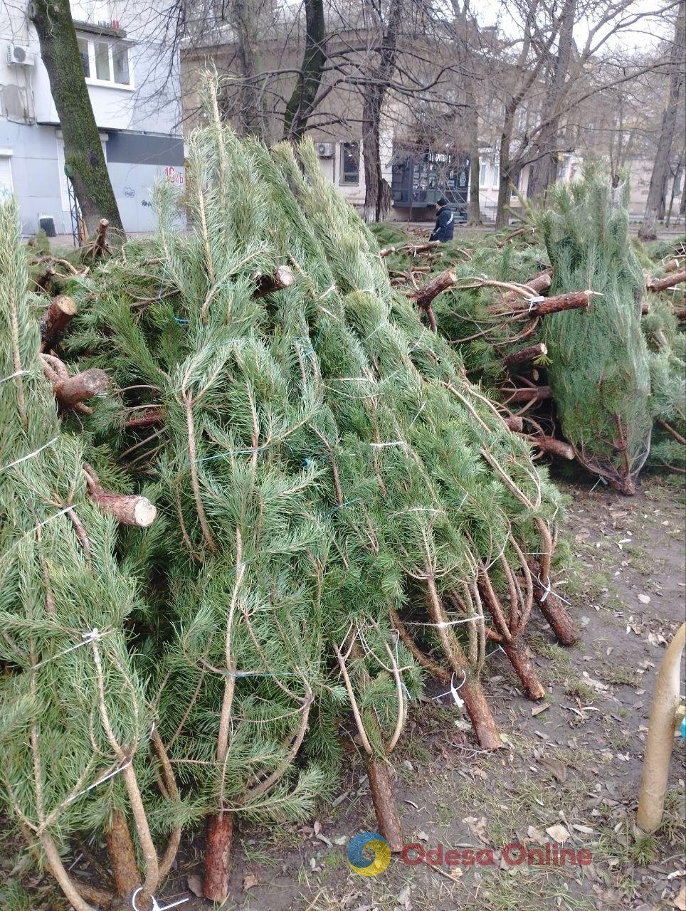 В Одессе начали продавать новогодние деревья (фото)