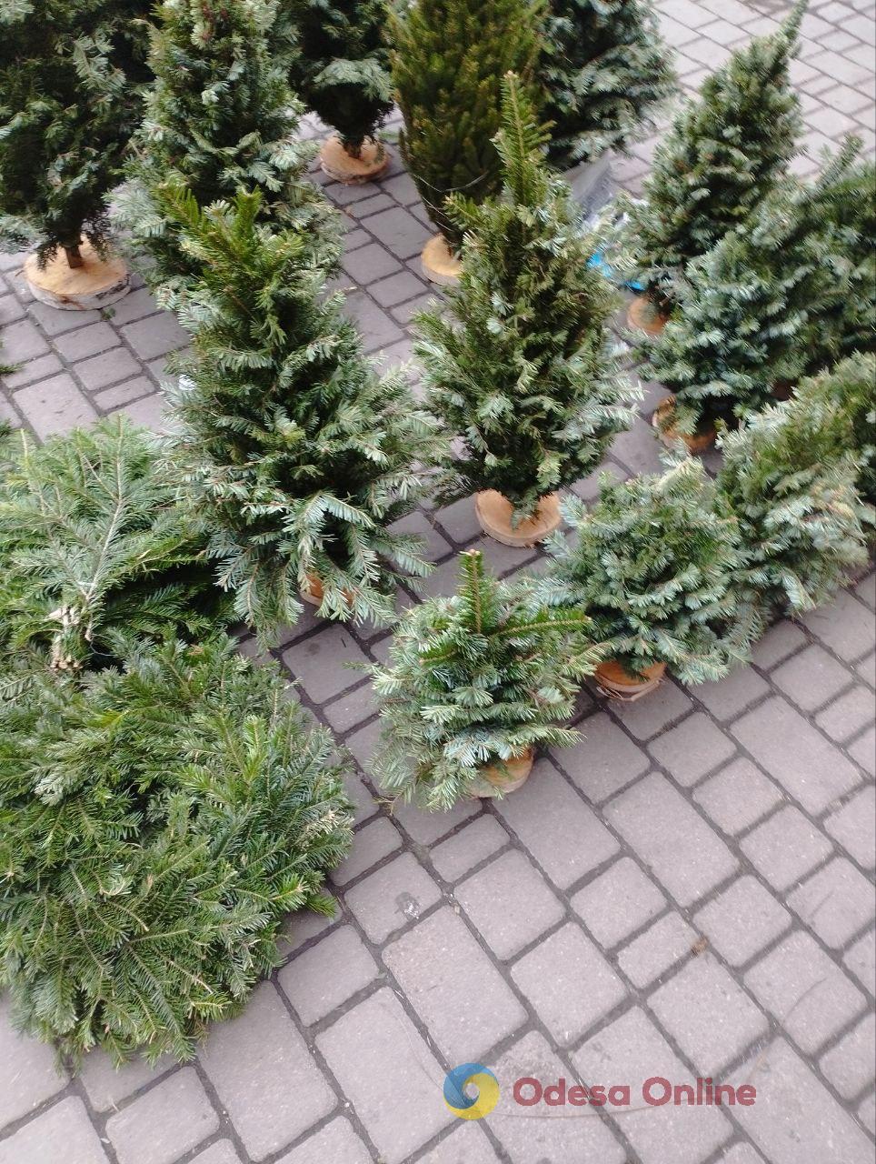 В Одессе начали продавать новогодние деревья (фото)