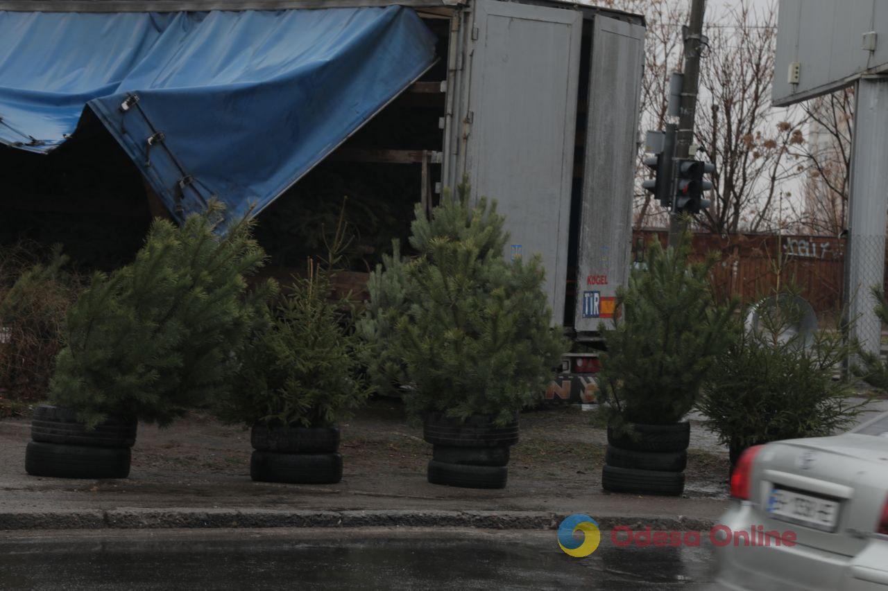 В Одессе начали продавать новогодние деревья (фото)