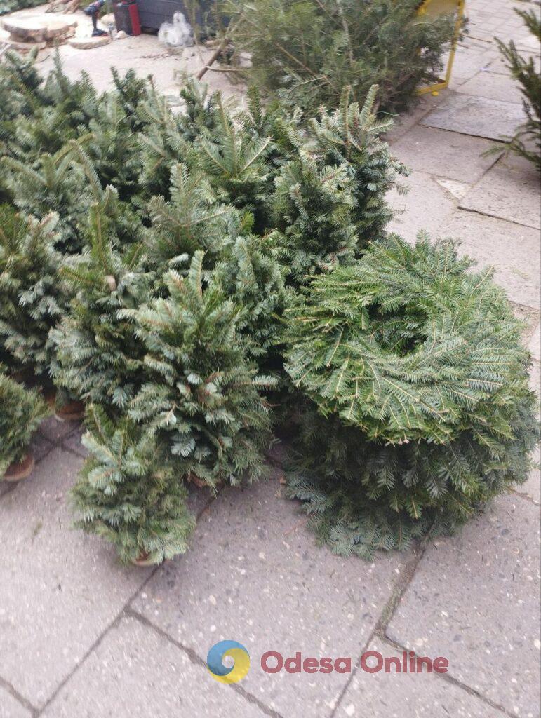 В Одесі почали продавати новорічні дерева: огляд цін (фоторепортаж)