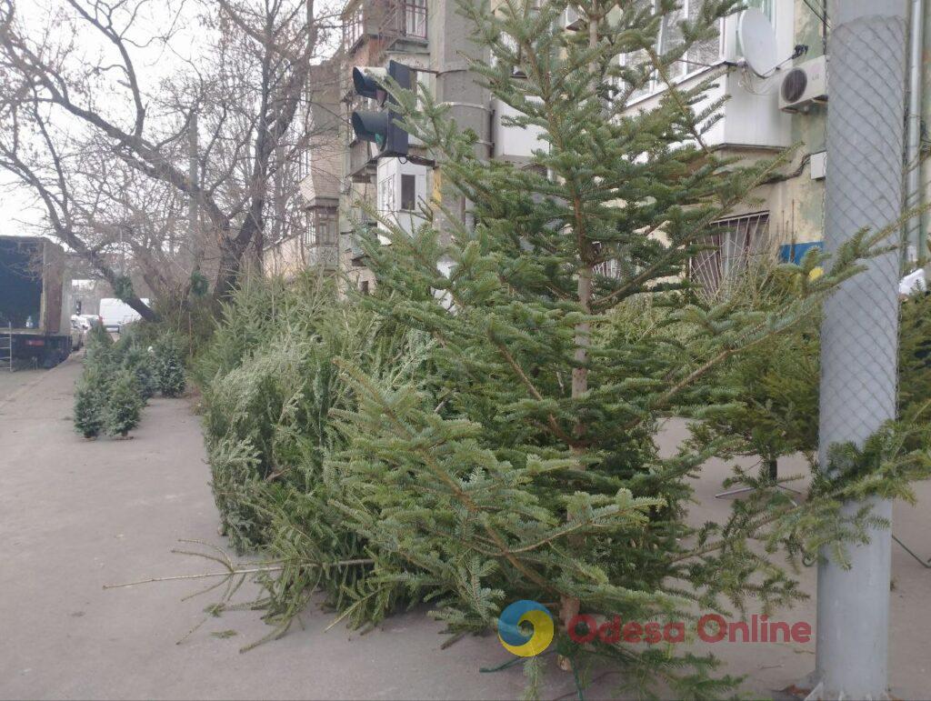 В Одесі почали продавати новорічні дерева: огляд цін (фоторепортаж)