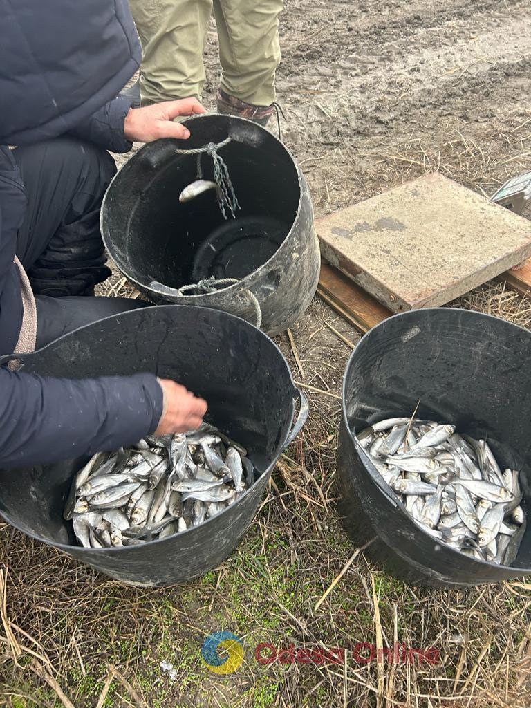До водойм Одещини у 2023 році вселили рекордну кількість молоді риби