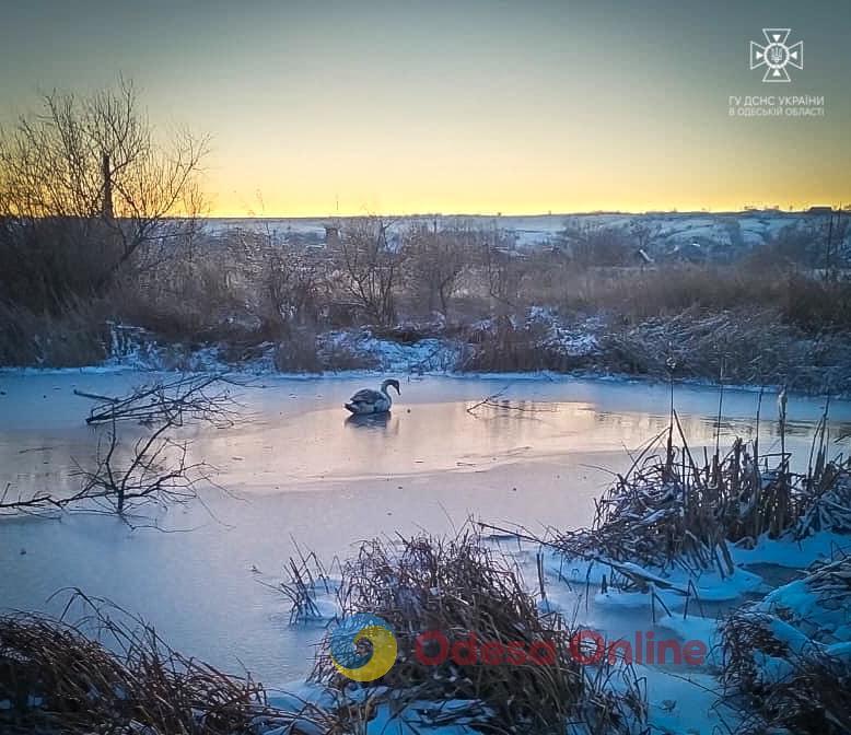 В Одеській області врятували лебедя, який «вмерз» у лід (фото)