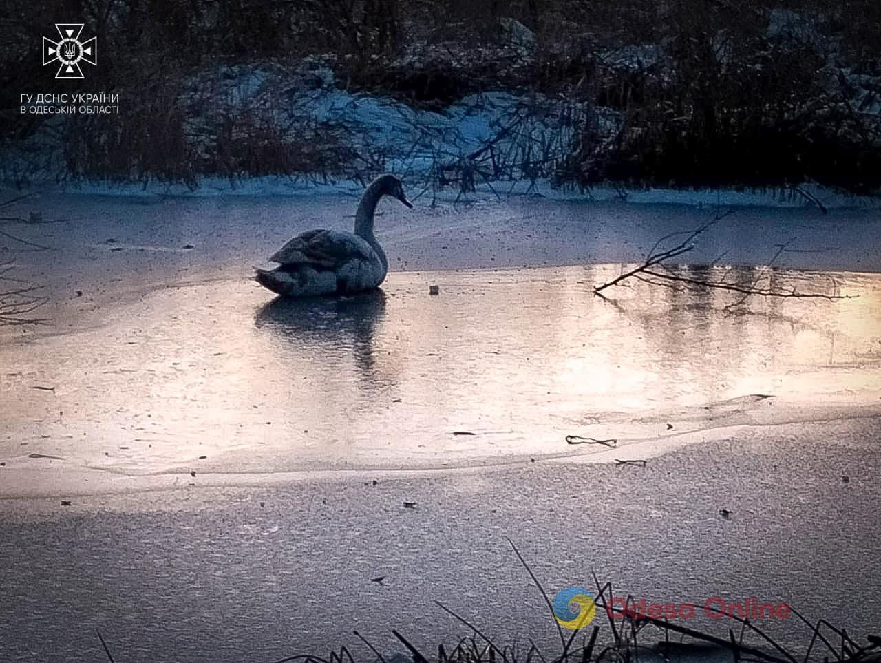 В Одеській області врятували лебедя, який «вмерз» у лід (фото)