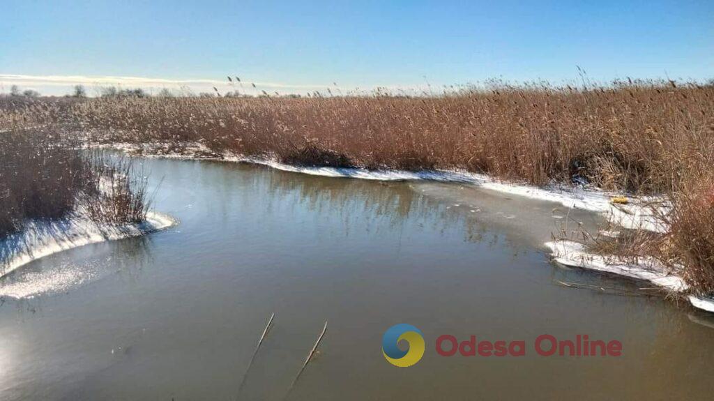 В Одесской области из-за подъема уровня воды в лиманах шакалы вынуждены мигрировать