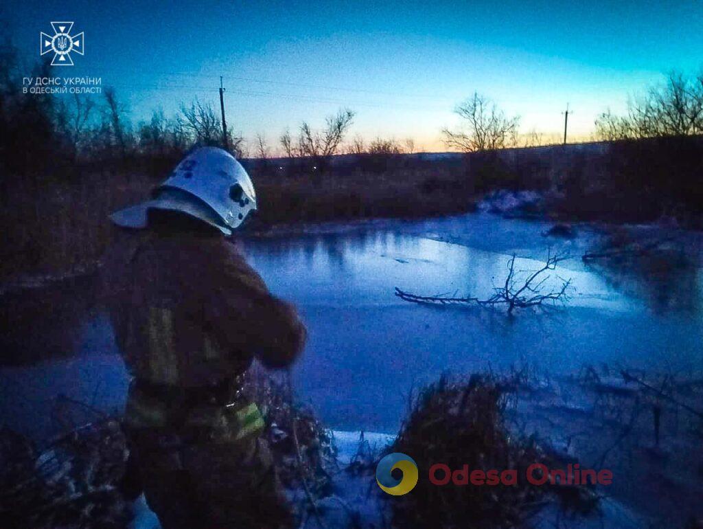 В Одесской области спасли лебедя, который «вмерз» в лед (фото)