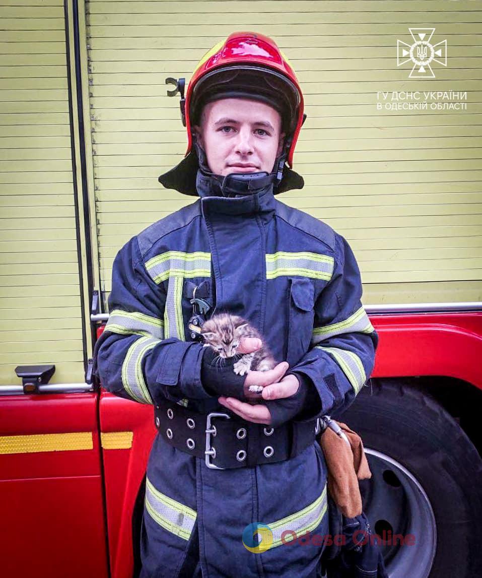 В Одесі рятувальники зняли кошеня з карнизу будинку