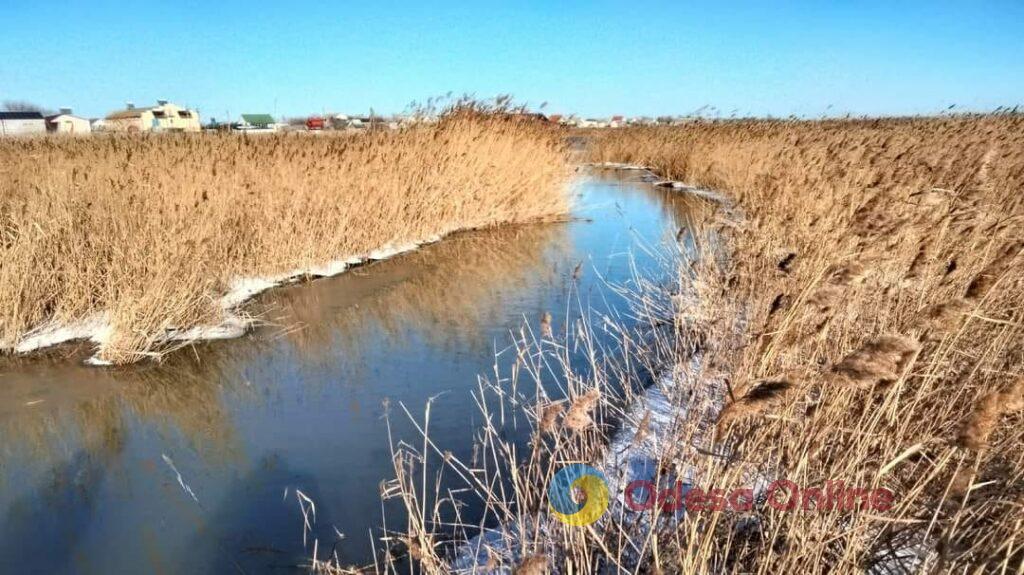 В Одеській області через підйом рівня води у лиманах шакали шукають новий притулок