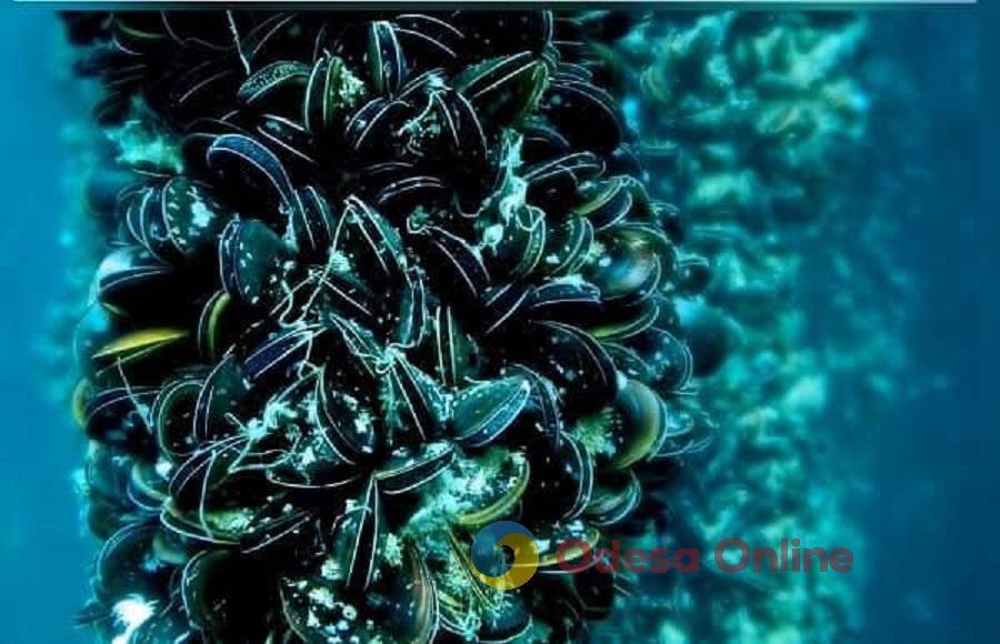 Одещина: акваторію Сухого лиману віддадуть в оренду для вирощування молюсків та креветок