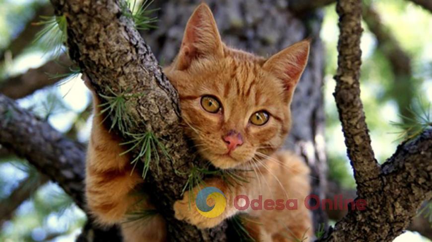 В Одессе с дерева снимали кота