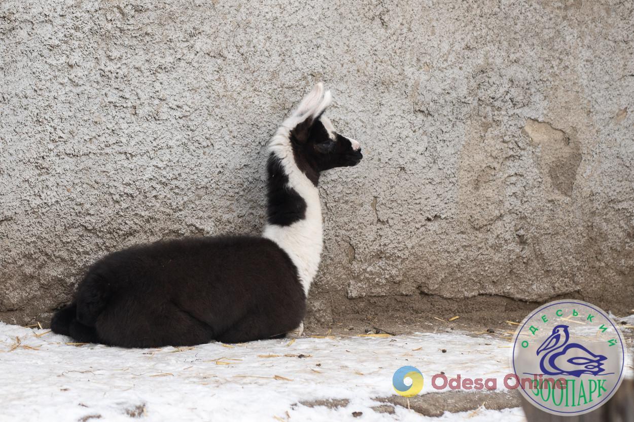 Лама та ягнята: в Одеському зоопарку поповнення
