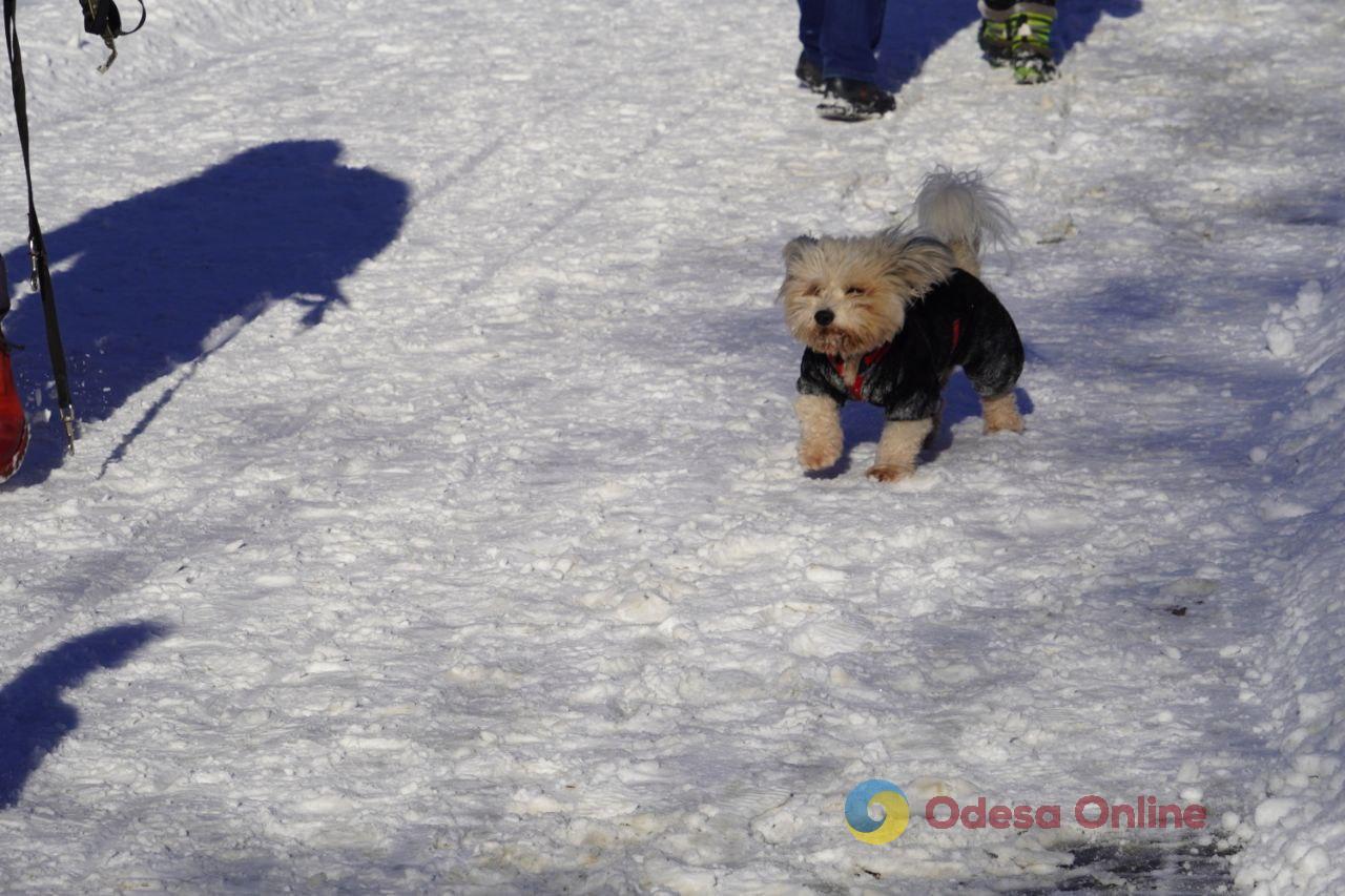 Прогулянка засніженим парком Перемоги в Одесі (фоторепортаж)