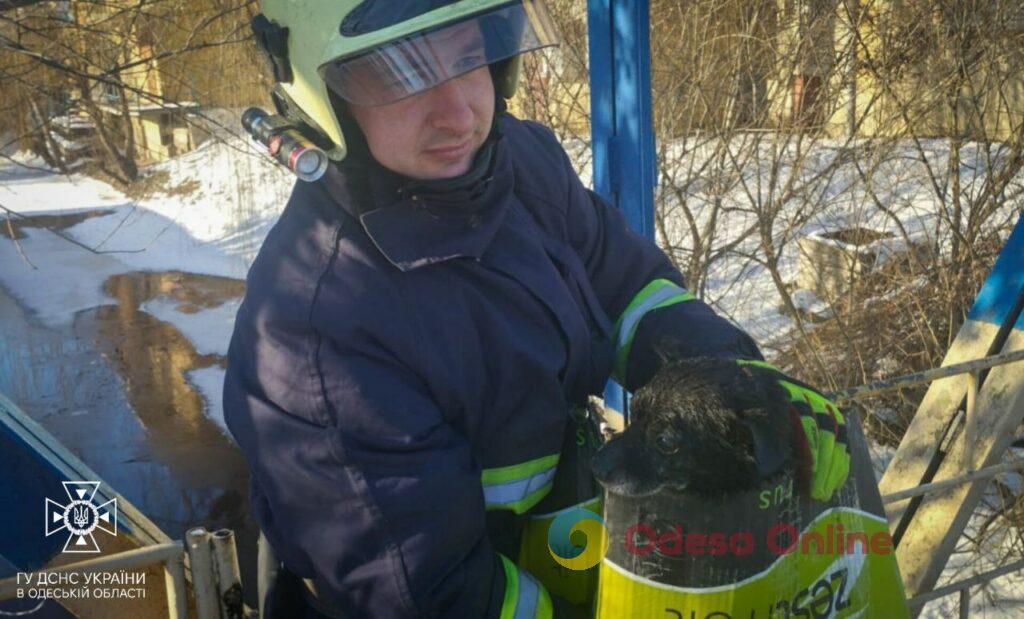 У Подільському районі працівники ДСНС врятували собаку, який провалився в ополонку