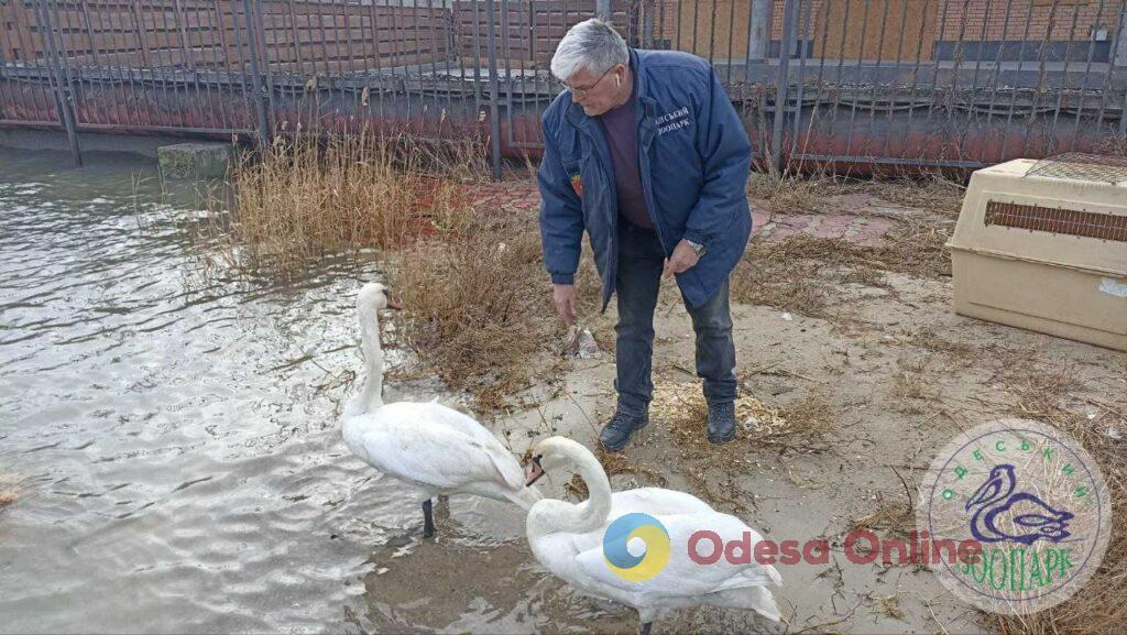 За время войны Одесский зоопарк принял 1,7 тысячи спасенных животных