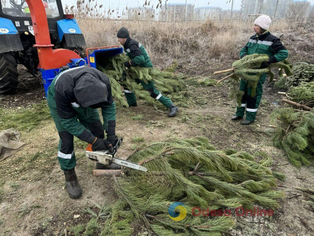 В Одессе перерабатывают новогодние деревья на удобрения