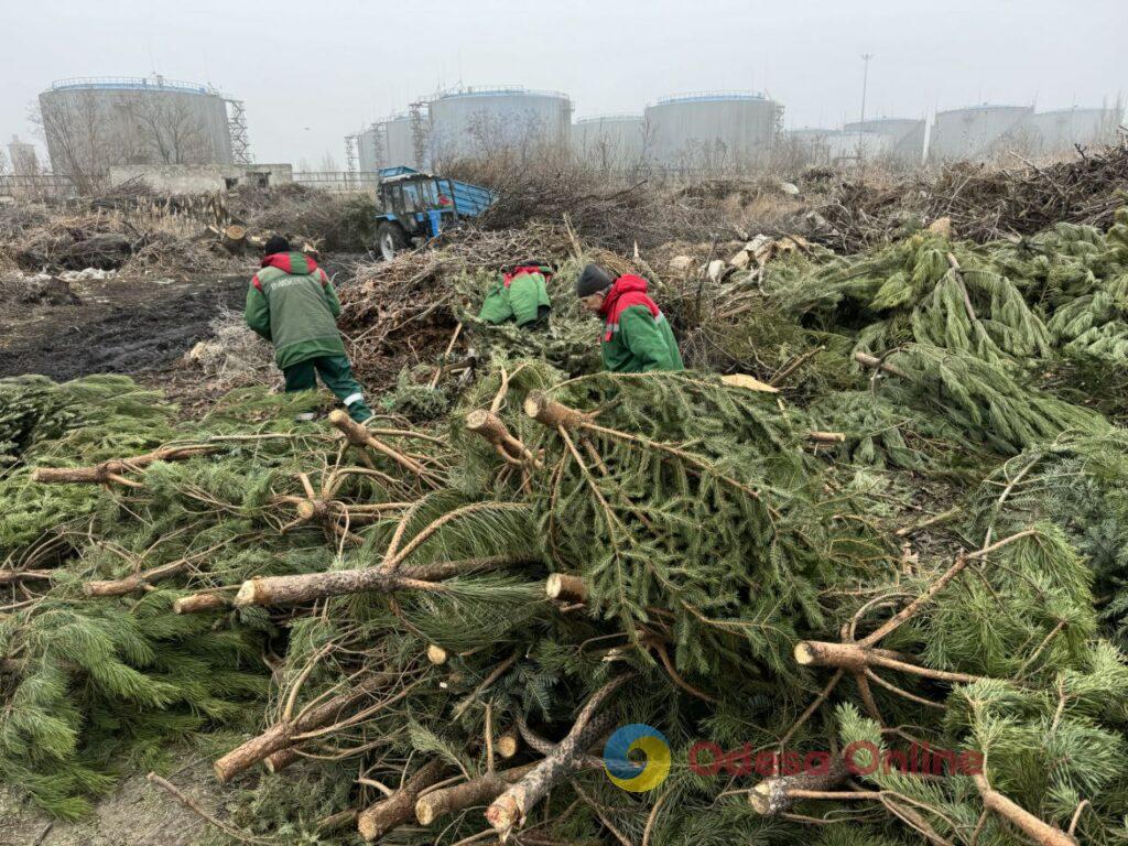 В Одесі переробляють новорічні дерева на добрива