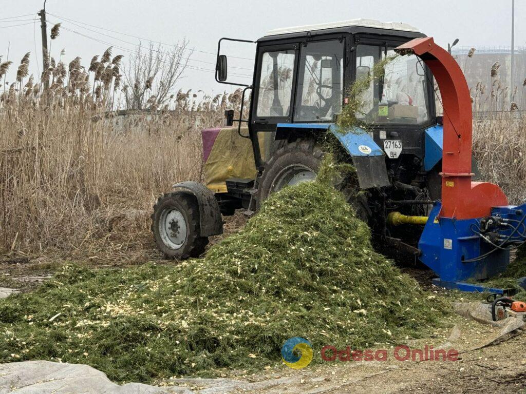 В Одессе перерабатывают новогодние деревья на удобрения