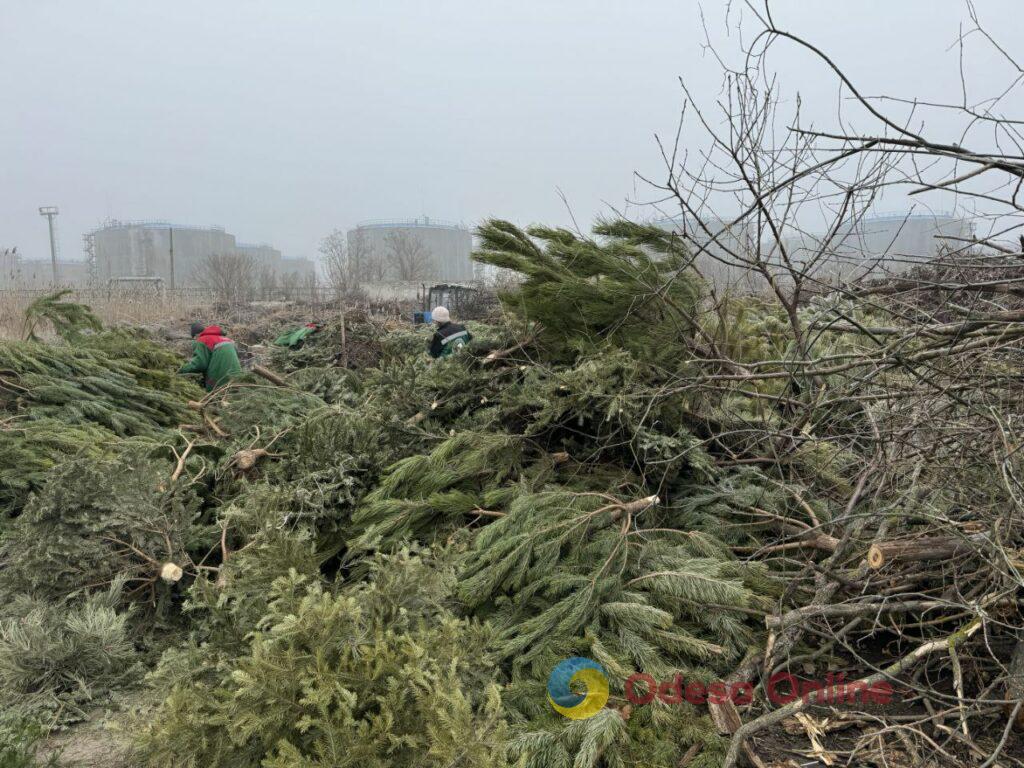 В Одесі переробляють новорічні дерева на добрива