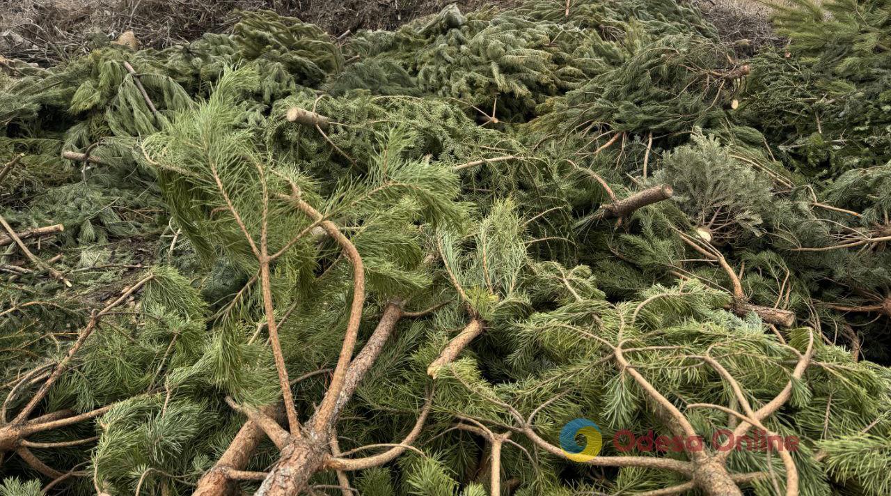 В Одессе перерабатывают новогодние деревья на удобрения
