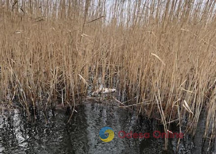 Стала відома причина загибелі лебедів у пониззі Дністра на Одещині