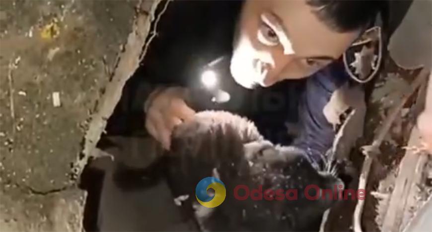 В Одессе спасли щенка из-под завалов