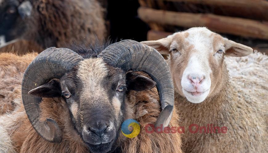 Овцы: в Одесском зоопарке выбрали самую романтичную пару года