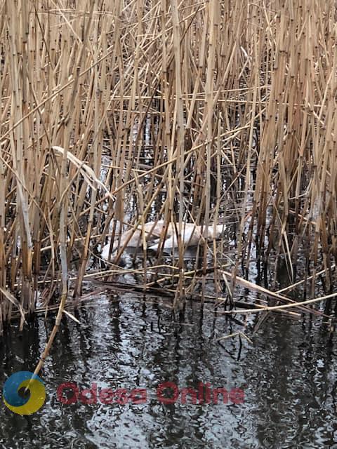 Стала известна причина гибели лебедей в низовьях Днестра в Одесской области