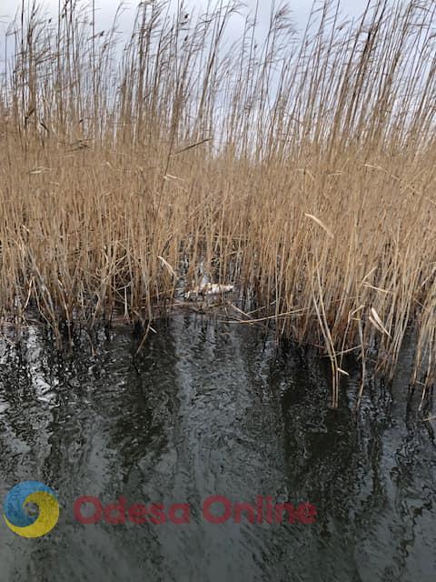 Стала известна причина гибели лебедей в низовьях Днестра в Одесской области