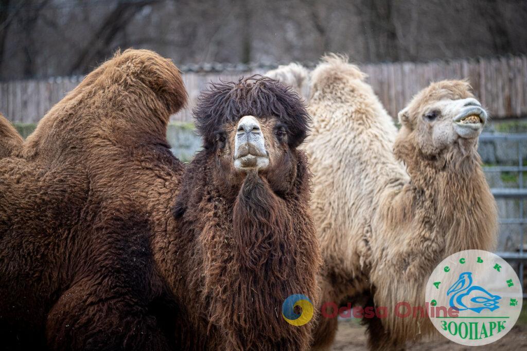 Одеський зоопарк оголосив конкурс на найромантичнішу пару