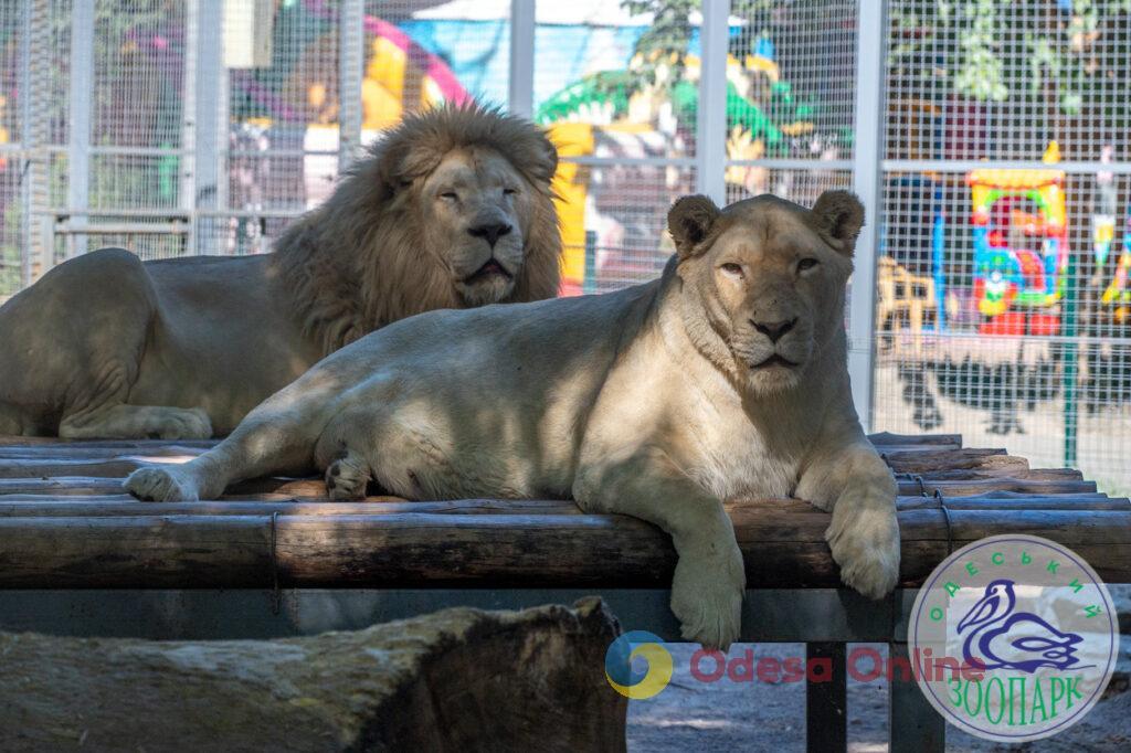 Одесский зоопарк объявил конкурс на самую романтичную пару