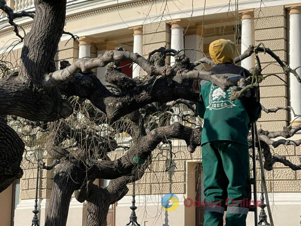 Одесса: на Театральной площади подрезают деревья