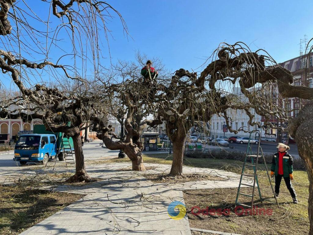 Одесса: на Театральной площади подрезают деревья