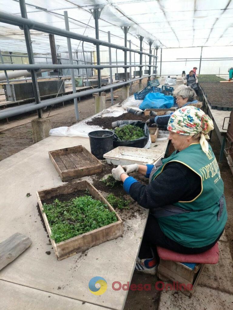 Одеські озеленювачі висадять цієї весни 200 тисяч квітів (фото)