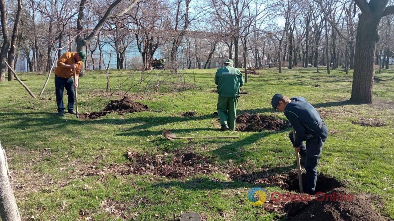 В Одессе высадили четыре сотни молодых деревьев
