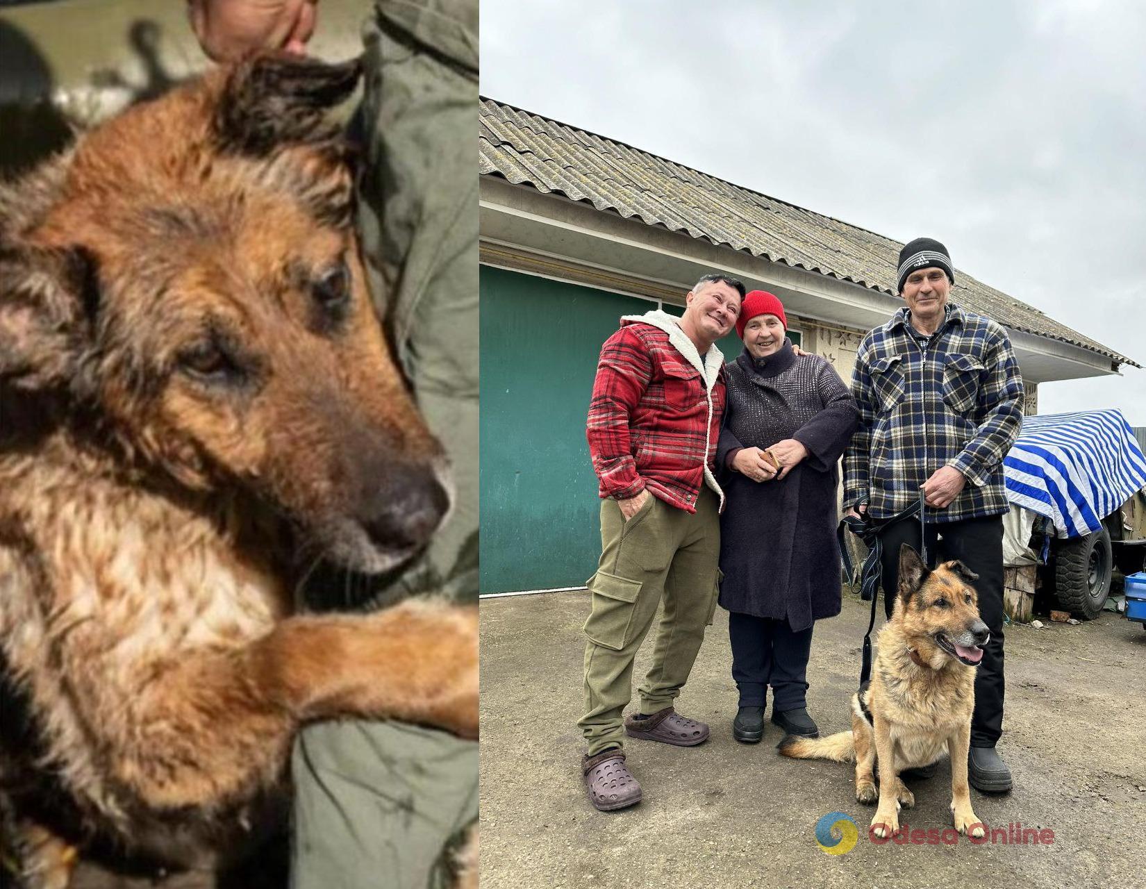Знаменита вівчарка Багіра, врятована після каховськогої трагедії, знайшла нову родину